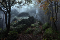 Фон ночного леса в тумане